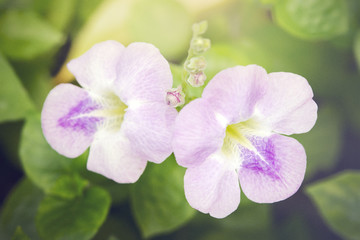 Pink Desert rose flower (Other names are desert rose, Mock Azale