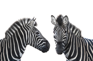 Obraz na płótnie Canvas two portrait zebra