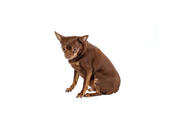 Small sad dog sitting isolated on white