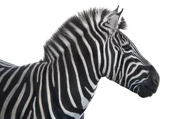 Foto op Canvas zebra portret © fotomaster