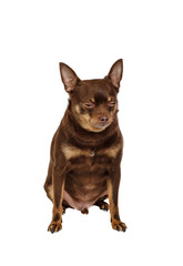 Small sad dog sitting isolated on white