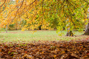 Autumn in the woods background, selective focus