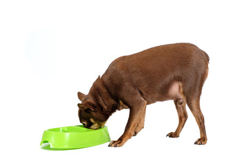 Always hungry overweight russian toy dog eating from a bowl isolated on white