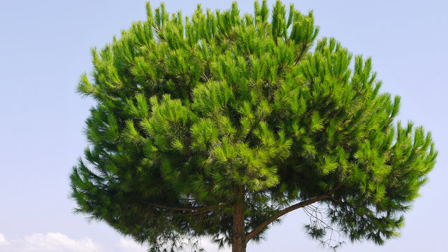 southern pine