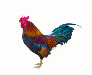 The Red chicken, beautiful chicken, chicken thailand asia.