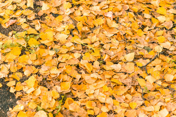 Autumn yellow leaves background. Natural backdrop