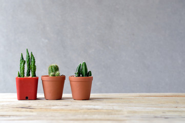 cactus on wooden table