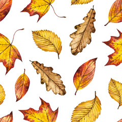 Seamless watercolor autumn pattern of leaves oak, maple, elm, watercolour background of yellow, orange and red leaf, hand painted botanical illustration for textile, wrapping paper, card, invitation