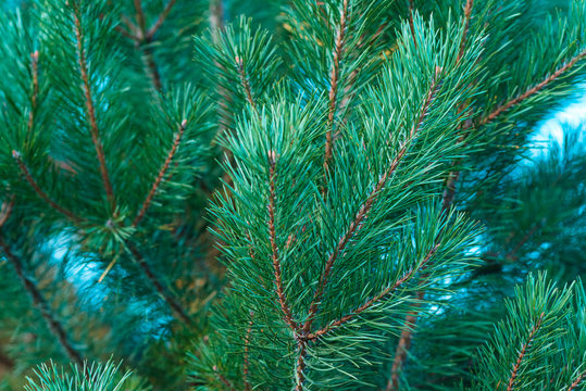 Fototapeta Pine tree natural background