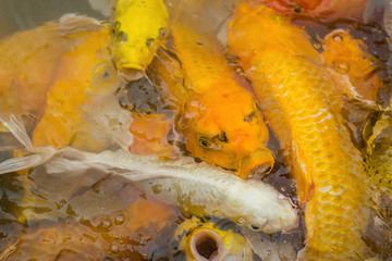Obraz na płótnie Canvas Koi are swimming and eat food