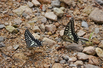川で水を飲むアゲハ蝶