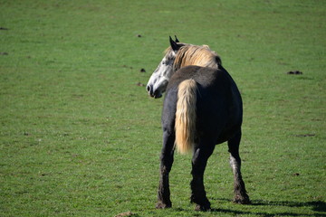 cheval