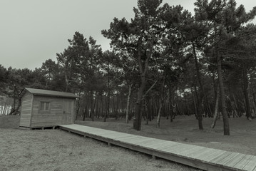 Obraz premium Caseta de madera en el pinar de Ortigueira (La Coruña, España).