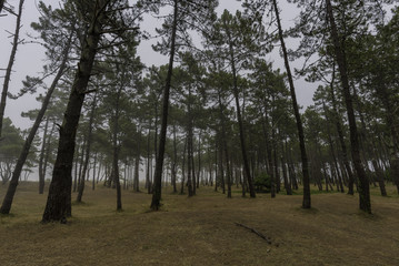 Pinar en Ortigueira (La Coruña, España).