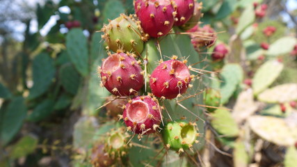 Cactus fruits on cactus