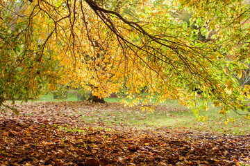 Autumn in the woods background, selective focus