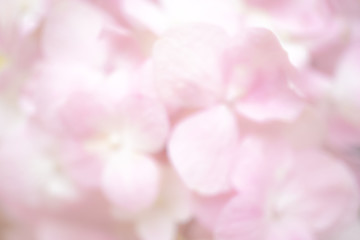 Fototapeta premium Pink hydrangeas, Abstract blur of hydrangea flowers for background or wallpaper. Soft pastel pink color. dreamy effect