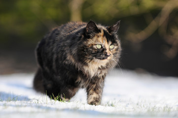 Naklejka na ściany i meble cat running in the snow