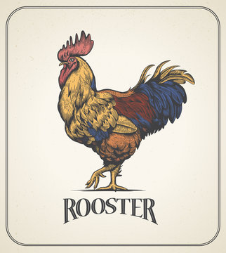 Rooster. Illustration of the cock in Vintage engraving style. Rooster colorful grunge label. Sticker image for the farms and manufacturing depicting roster. Grunge label for chicken product.