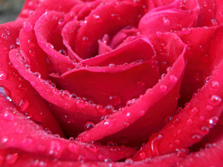 Red rose with dew drops on petals macro