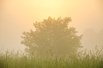 Naklejka na ściany i meble thick morning fog in the summer forest