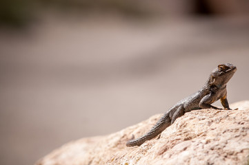 Desert Lizard Sunning Itself On A Rock