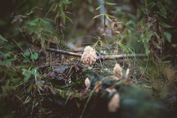 The Mashrooms in autumn forest, close up