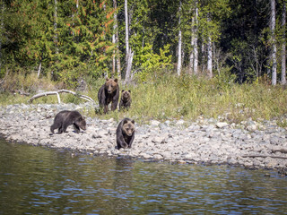 Mother Grizzly with 3 cubs