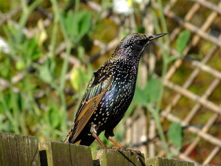 Starling Perched On Fence
