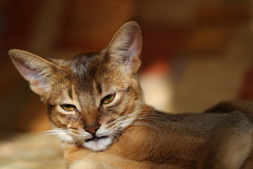 Abyssinian