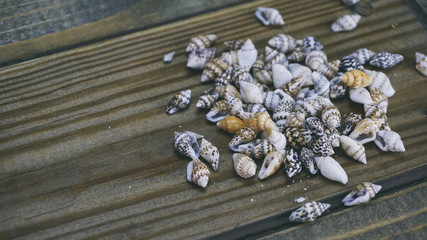 little shells on a wooden background, seashells