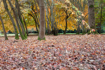 Autumn in the woods background, selective focus on a tree bark