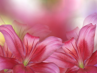 red lilies  flowers,  on red pink blurred background .  Closeup.  Bright floral composition card for the holiday.  Nature.