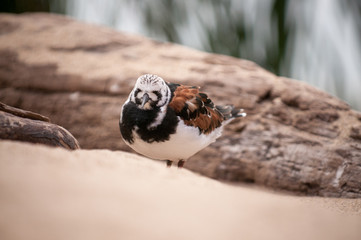 Shore Bird On The Sand