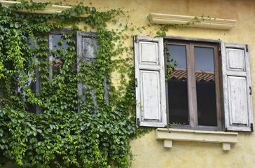 The tree in the window style Vintage