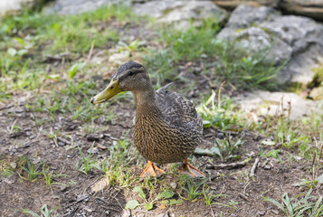 Wild duck on lake Bled in Slovenia