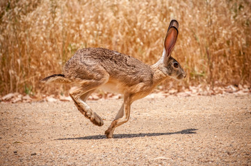 Wild Rabbit Running In Desert
