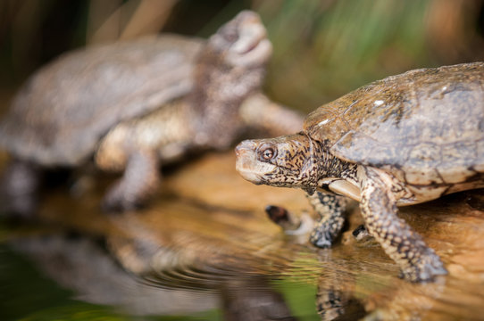Turtles Sitting On A Log In A Wetland