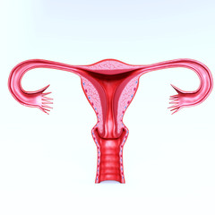 Female Reproductive System with nervous system and urinary bladder. 3D