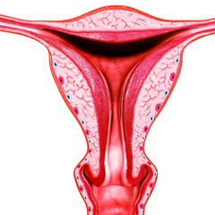 Female Reproductive System with nervous system and urinary bladder. 3D