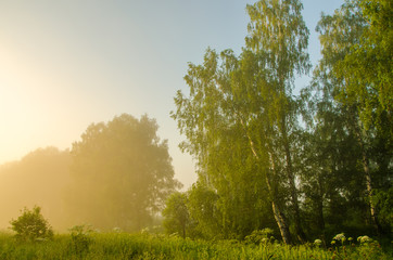 thick morning fog in the summer forest