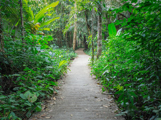 Walkway Lane Path With Green Trees in Forest. Beautiful Alley, road in park in thailand