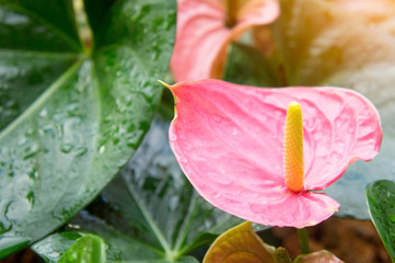 Flamingo  Flower  or Anthurium flower or Taiflower with Sunshine