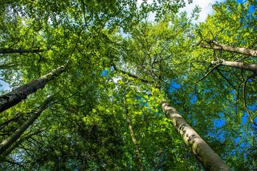 Hohe Baumkronen im Wald