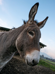 Donkey in front of a barn in Switzerland