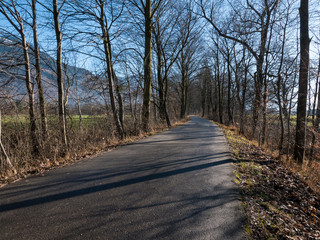 A road going through a forest in Switzerland