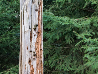 Dead treebark in a forest