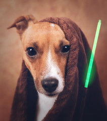 Star Wars Jack Russel Hund.. möge die Macht