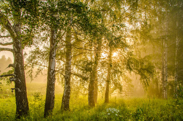 thick morning fog in the summer forest
