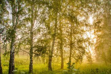 Obraz premium thick morning fog in the summer forest